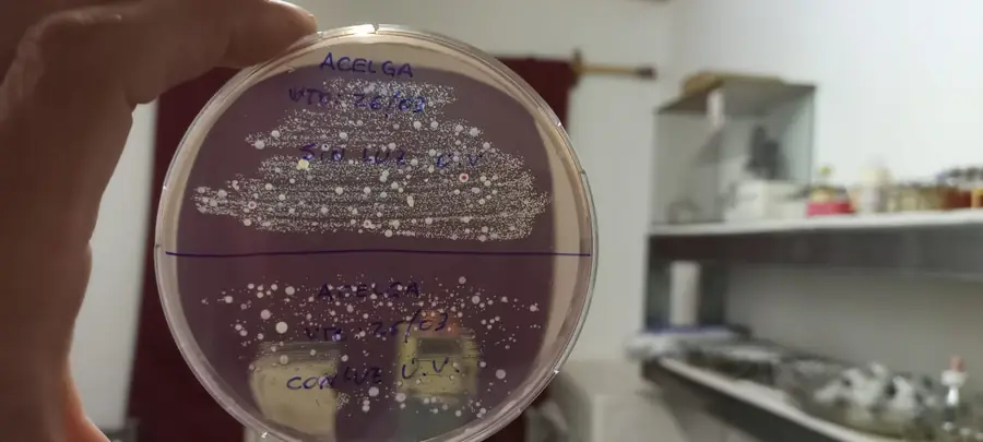 Fotografía de las placas de cultivo de acelga con y sin tratamiento de luz ultravioleta UV-C